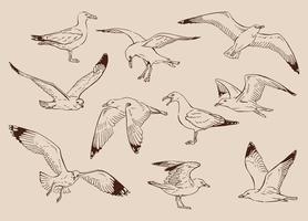 Sketch of flying seagulls. Hand drawn illustration converted to vector. vector