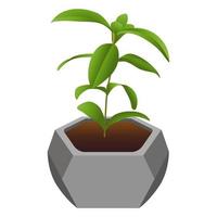 Houseplant Vector Element.