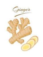 Fresh ginger rhizome with slices, isolated on a white background. vector illustration.