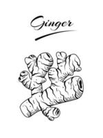 Ginger rhizome sketch, isolated on a white background. vector illustration.