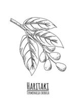 sketch of Haritaki or Terminalia chebula, a medicinal plant in Ayurvedic herbs. vector illustration.