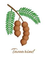 Vector illustration of tamarind or tamarindus indica, with green leaves, isolated on white background.
