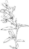 Hand drawn line drawing of wild spring flowers. Isolated abstract botanical elements on white background. vector