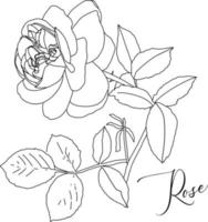 Hand drawn line art illustration of a large rose with leaves. Isolated abstract botanical elements on white background. vector