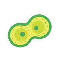 Cell division, mitosis vector illustration
