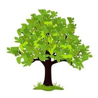 Summer tree with foliage. vector