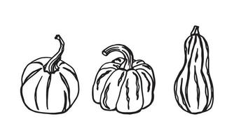 Pumpkin sketch set. Autumn vegetable. Hand drawn gourds. Vector illustration on white background