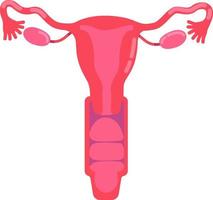 Female reproductive system semi flat color vector object