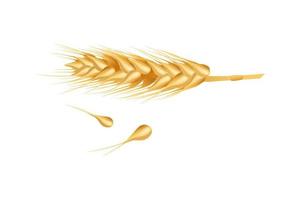 Wheat ears ripe, spikelet's and grains. Isolated on white background. Vector illustration.