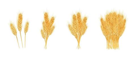 Set of wheat ears ripe, spikelets and grains.  Design element for organic products, bakery, farming. Isolated on white background. Vector illustration.