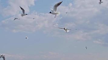 aves marinas volando en el cielo video