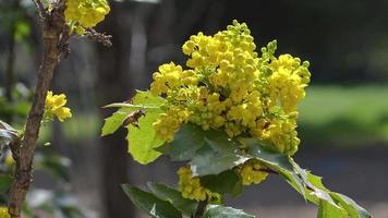 bi och vårblommor video