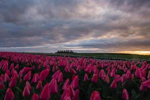 Dramatic sunrise over vibrant spring tulip field photo