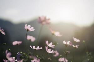 Beautiful pink cosmos flower in the garden. photo