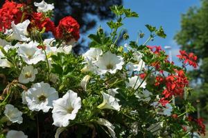 East Grinstead in Bloom photo