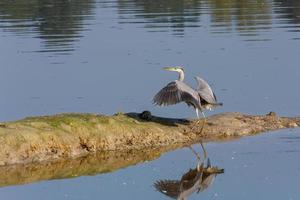 Grey Heron just landed photo