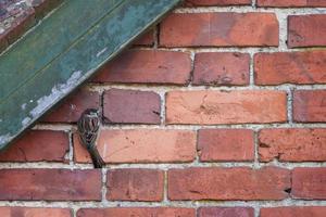 House Sparrow clinging to a brick wall photo