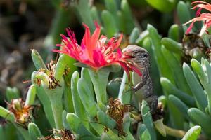 lagarto atlántico en las islas canarias foto