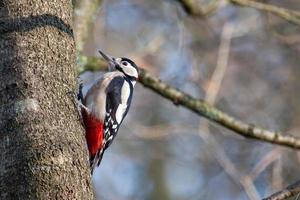 Great Spotted Woodpecker clinging to a tree
