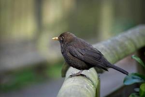 Female Blackbirdperched on a wooden rail photo