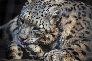 Retrato de leopardo de las nieves foto