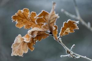 Frozen leaves of an Oak tree covered with frost photo