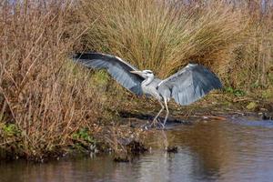 garza gris al borde del agua foto