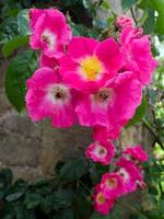 Cultivated Ornamental Dog Rose photo