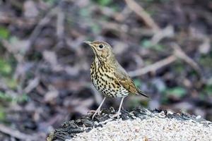 Song Thrush by some seed photo