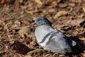 Pigeon basking in the sun in the Parco di Monza photo