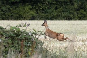 corzo europeo hembra corriendo a través de un campo de trigo foto