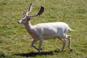 Male albino Fallow Deer running across the grass photo