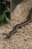 Common European Adder photo