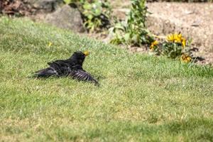 Blackbird in the grass photo