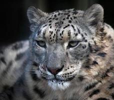 Retrato de leopardo de las nieves foto