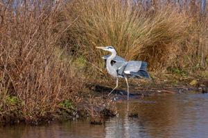 Grey Heron walking out of water photo