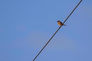 Common Stonechat clinging to a wire photo