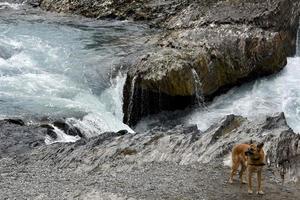 the kicking horse river photo