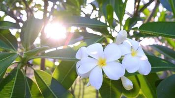 frangipani blommor med gyllengult kvällssolljus, vackra vita blommor som blåser av den naturliga vinden video