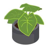 House decoration, an isometric icon of plant vector