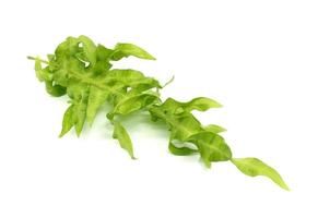 Green fern on white background photo