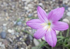 spring crocus in garden photo