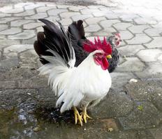 Rooster standing on the floor. photo