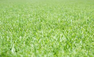Green lawn for background photo