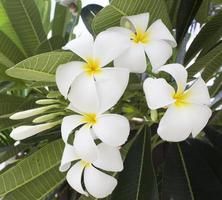 Tropical flowers frangipani photo