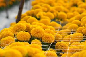 Orange Marigolds flower fields, selective focus photo