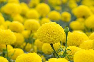 campos de flores de caléndulas, enfoque selectivo foto