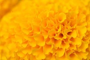 Orange Marigolds flower fields, selective focus photo