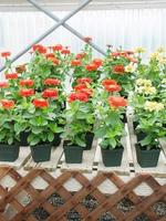 Mini Zinnia growing in a pot with a shallow focus, dwarf zinnia photo