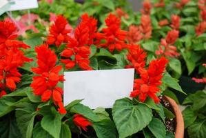 Red Salvia Splendens, flower pot plants in the black tray. photo